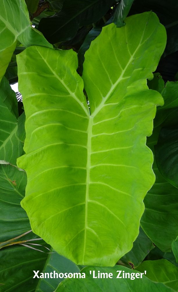 xanthosoma-aurea-lime-zinger-elephant-ear