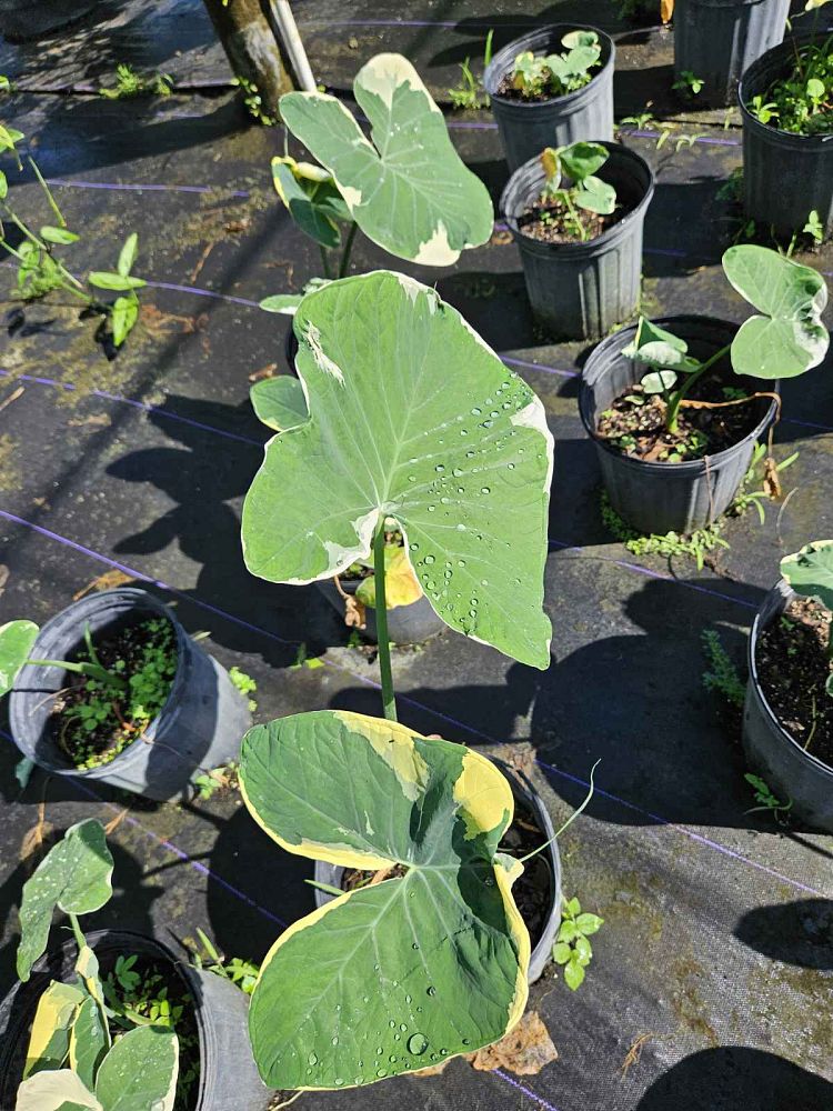 xanthosoma-elephant-ear