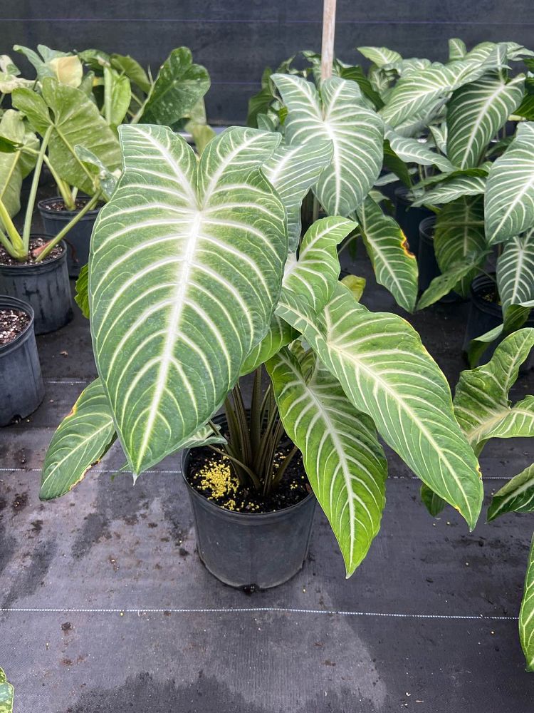 xanthosoma-lindenii-elephant-ear-indian-kale