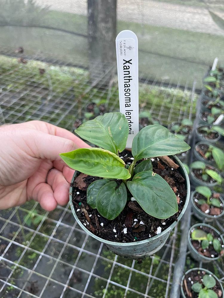 xanthosoma-lindenii-elephant-ear-indian-kale