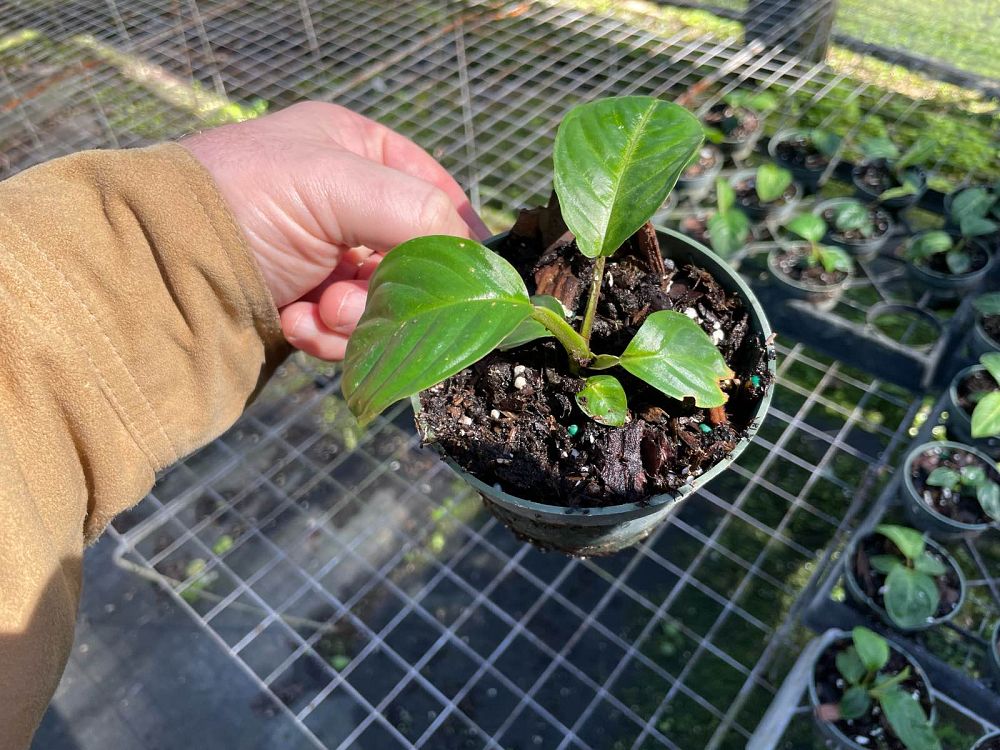 xanthosoma-lindenii-elephant-ear-indian-kale