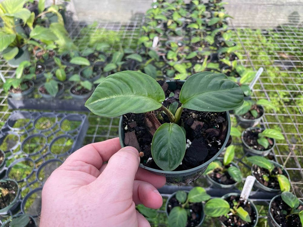 xanthosoma-lindenii-elephant-ear-indian-kale
