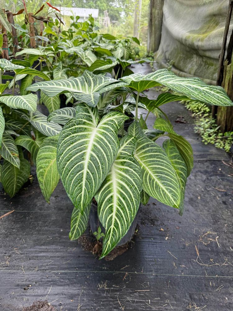 xanthosoma-lindenii-elephant-ear-indian-kale