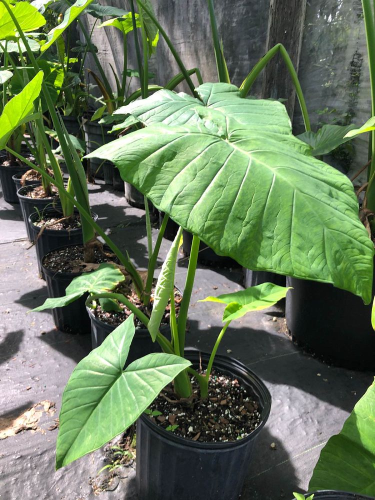 xanthosoma-sagittifolium-elephant-ear-yautia