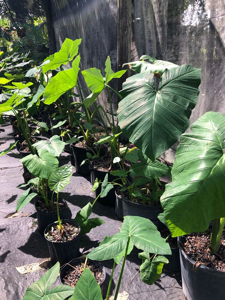 xanthosoma-sagittifolium-elephant-ear-yautia