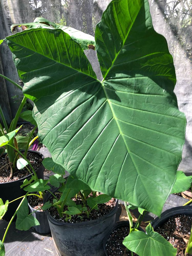 xanthosoma-sagittifolium-elephant-ear-yautia