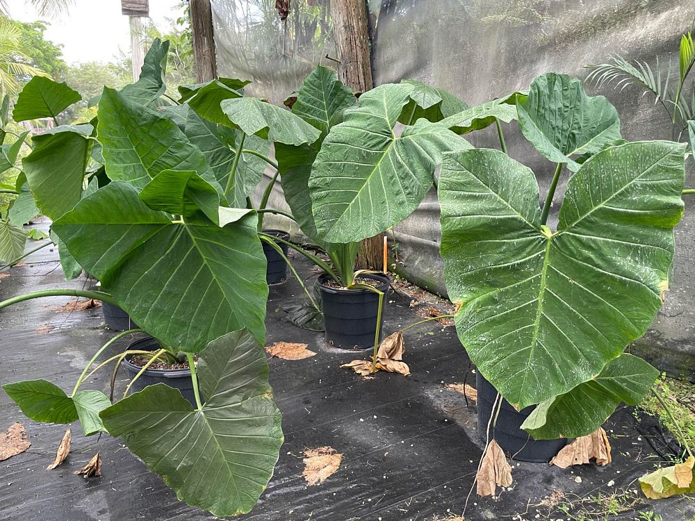 xanthosoma-sagittifolium-elephant-ear-yautia