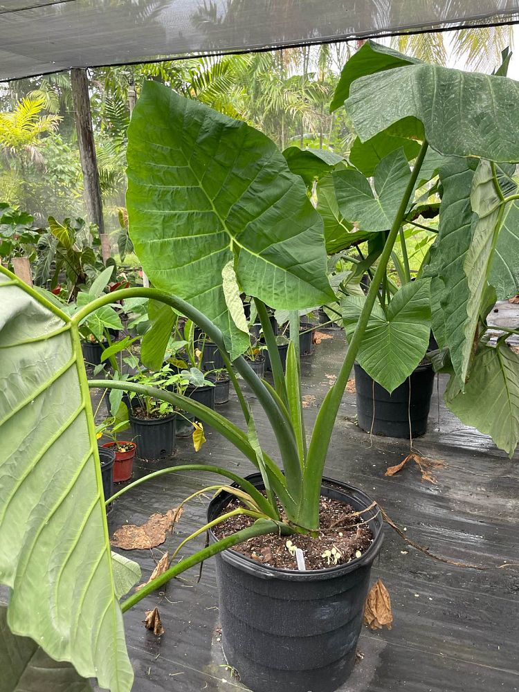 xanthosoma-sagittifolium-elephant-ear-yautia