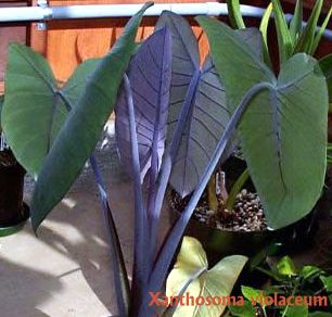 xanthosoma-violaceum-elephant-ear-blue-taro