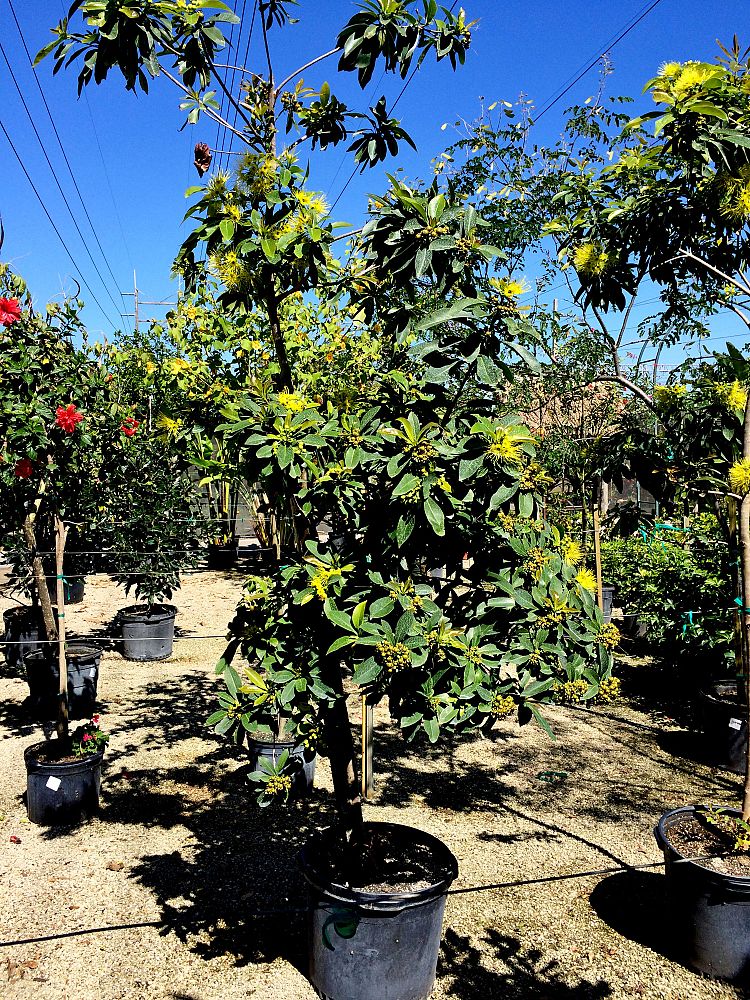 xanthostemon-chrysanthus-golden-penda