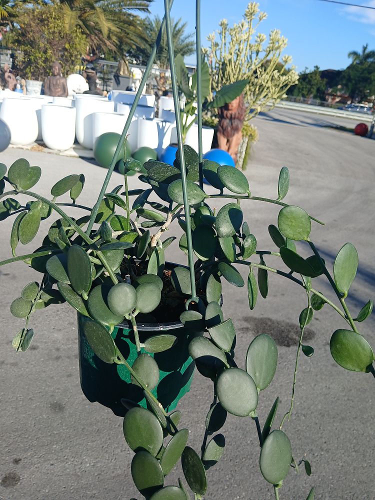 xerosicyos-danguyi-silver-dollar-plant