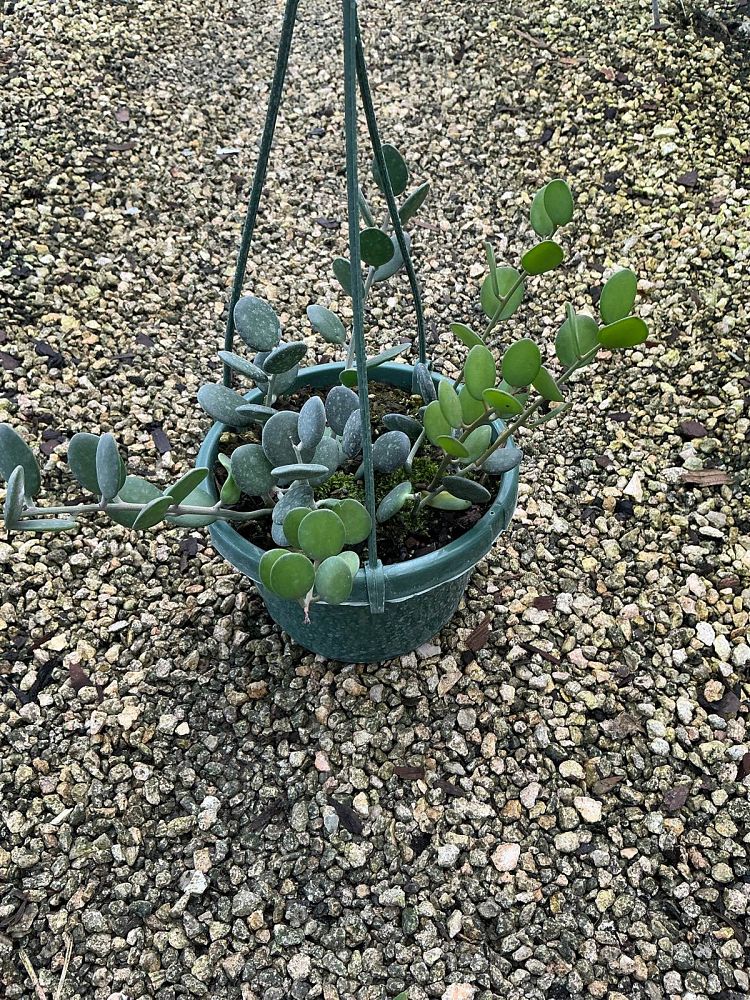 xerosicyos-danguyi-silver-dollar-plant