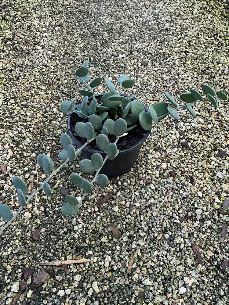 xerosicyos-danguyi-silver-dollar-plant