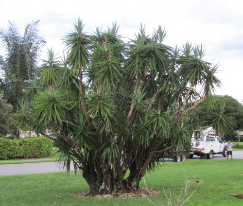yucca-aloifolia-spanish-bayonet