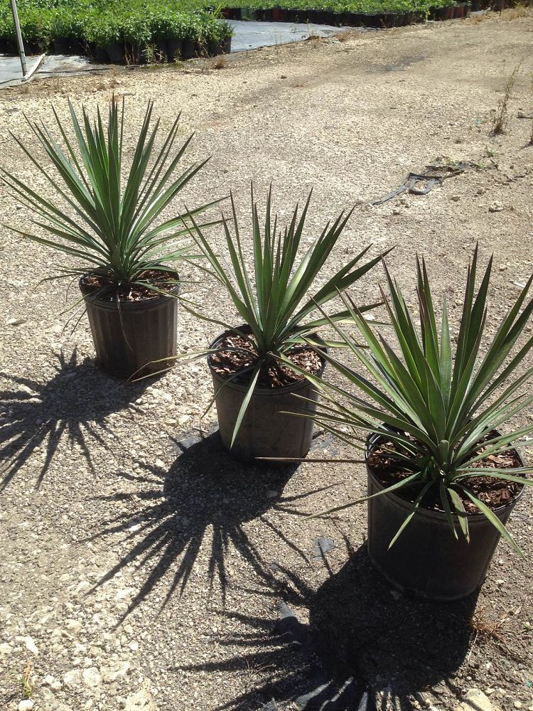 yucca-aloifolia-spanish-bayonet