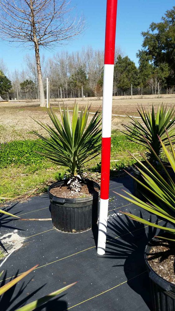 yucca-aloifolia-spanish-bayonet