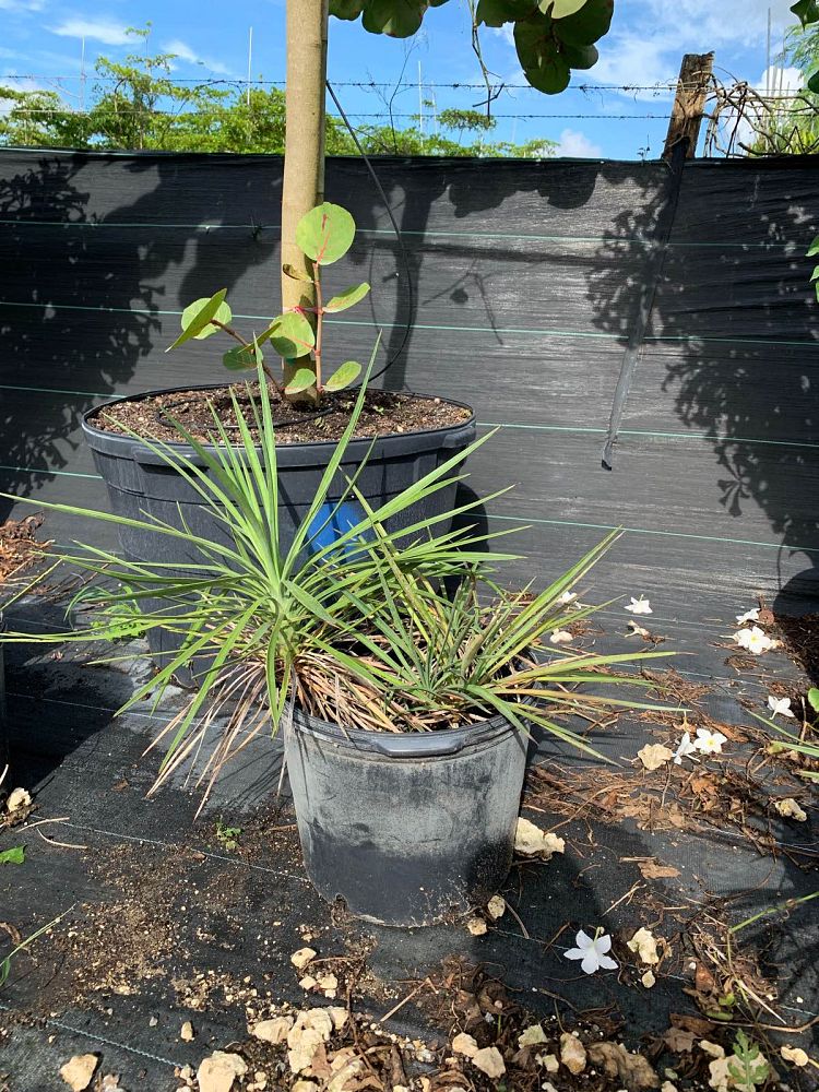 yucca-aloifolia-spanish-bayonet