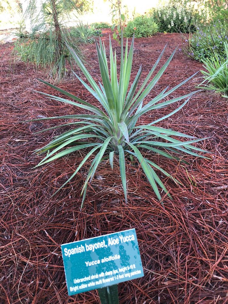 yucca-aloifolia-spanish-bayonet