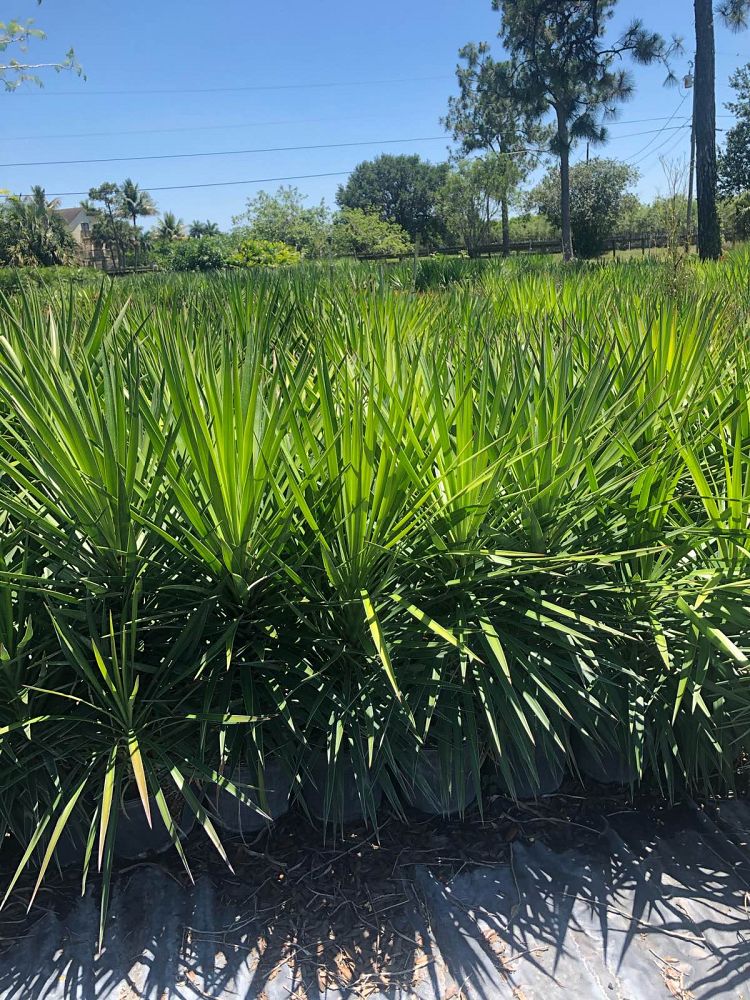 yucca-aloifolia-spanish-bayonet