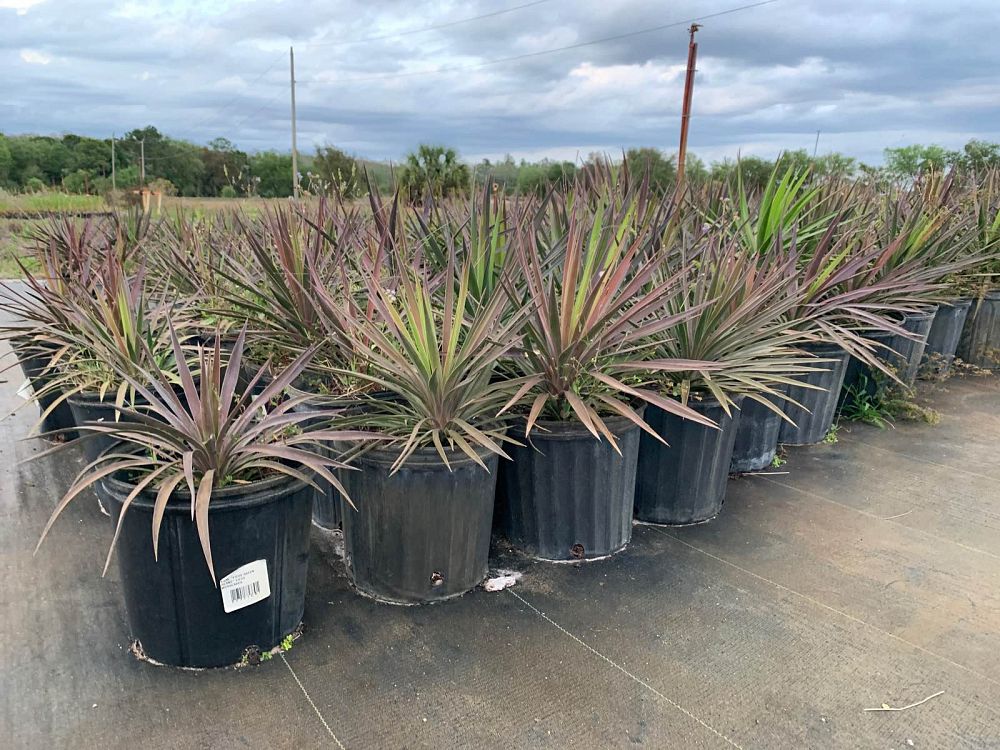 yucca-aloifolia-spanish-bayonet