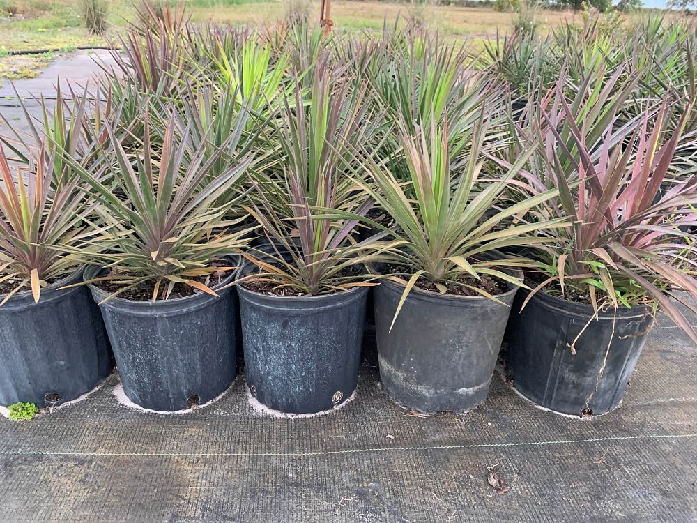 yucca-aloifolia-spanish-bayonet