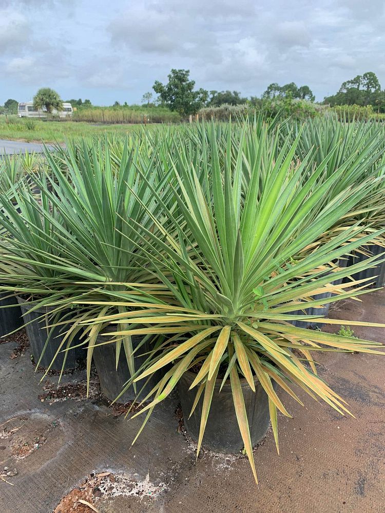 yucca-aloifolia-spanish-bayonet