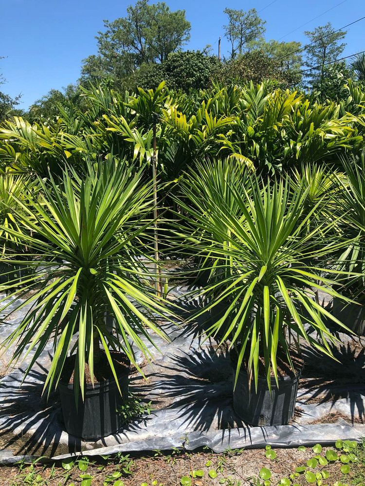 yucca-aloifolia-spanish-bayonet