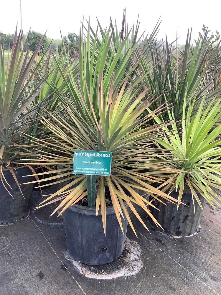 yucca-aloifolia-spanish-bayonet
