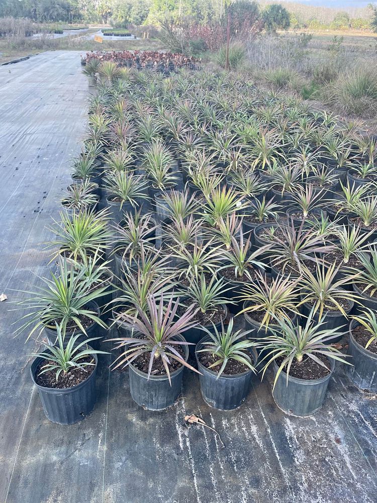 yucca-aloifolia-spanish-bayonet