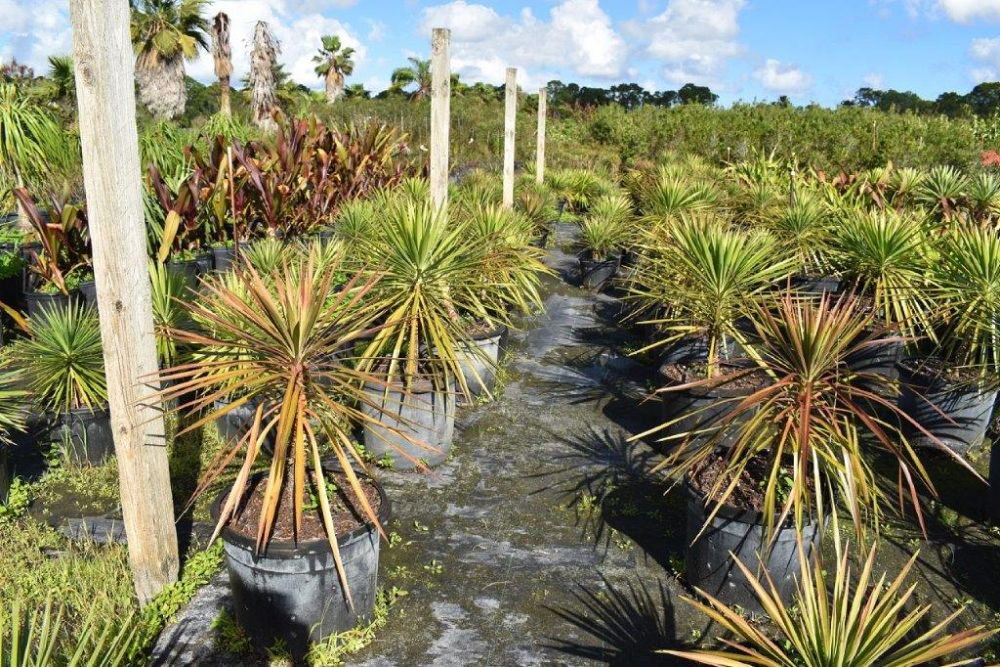 yucca-aloifolia-spanish-bayonet