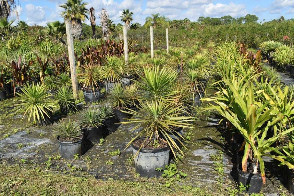 yucca-aloifolia-spanish-bayonet