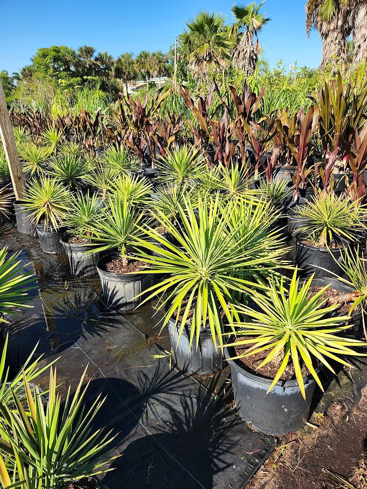 yucca-aloifolia-spanish-bayonet