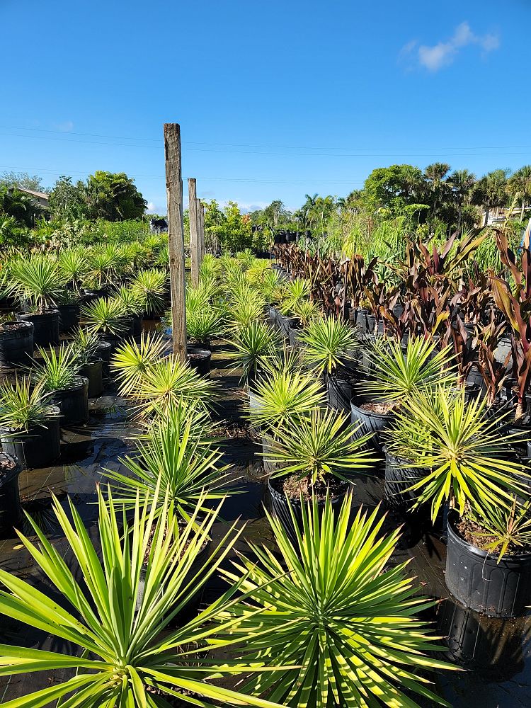 yucca-aloifolia-spanish-bayonet