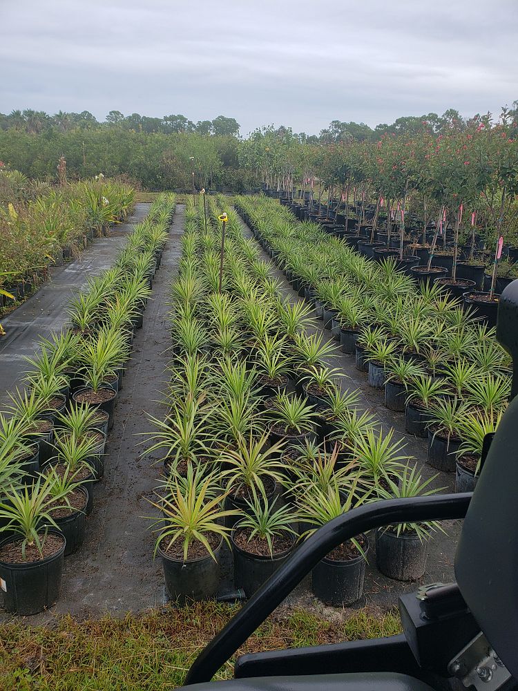 yucca-aloifolia-spanish-bayonet