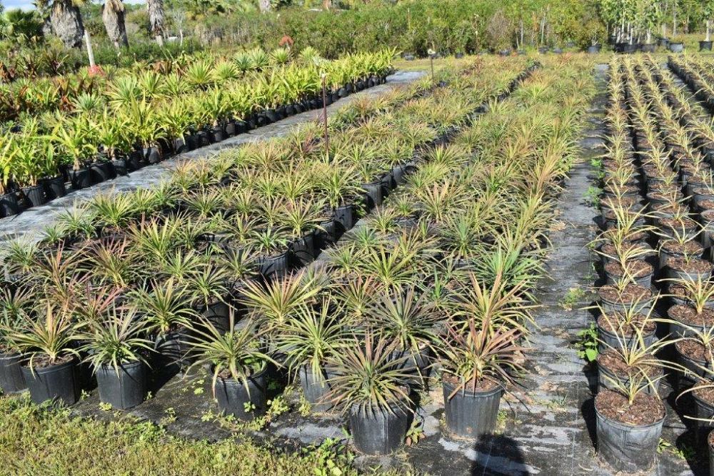 yucca-aloifolia-spanish-bayonet