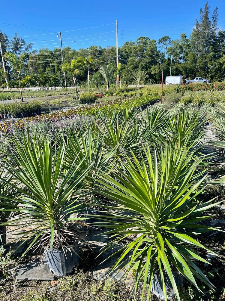 yucca-aloifolia-spanish-bayonet