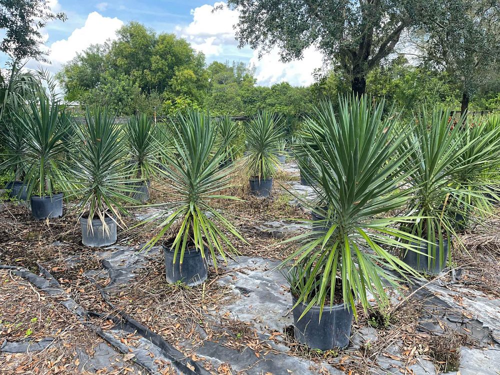 yucca-aloifolia-spanish-bayonet