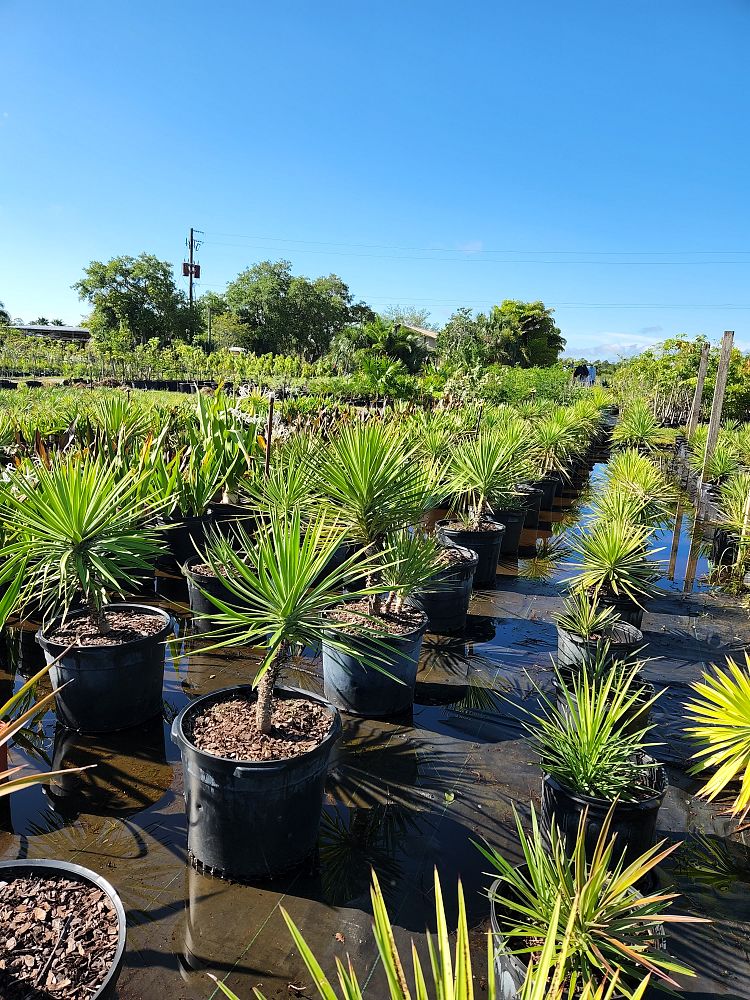 yucca-aloifolia-spanish-bayonet