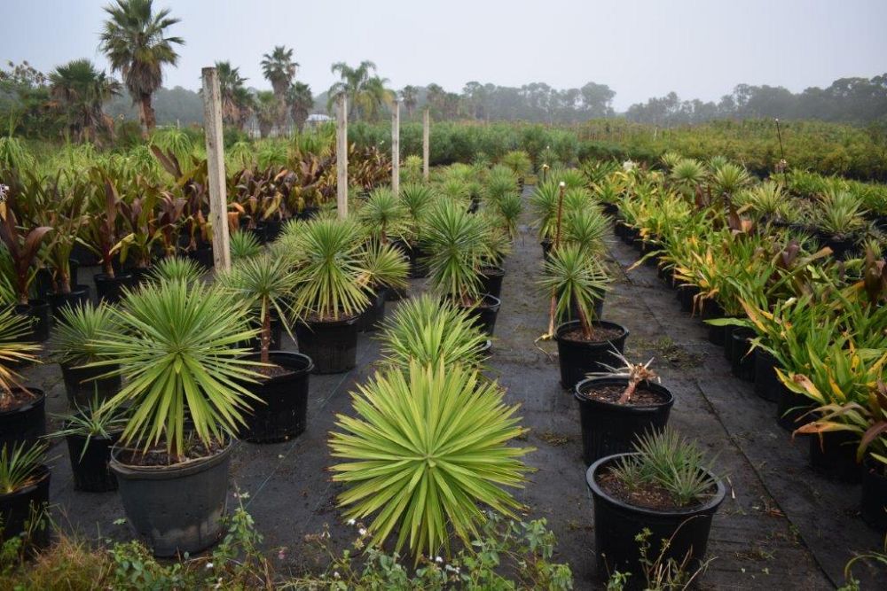 yucca-aloifolia-spanish-bayonet