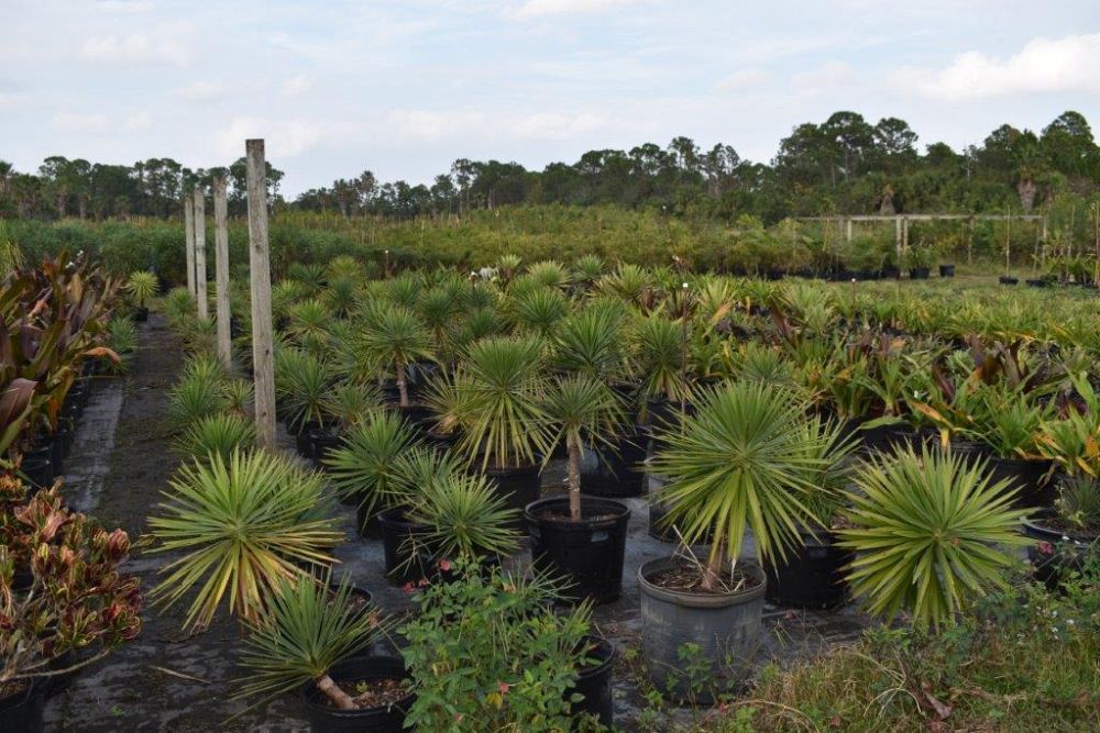 yucca-aloifolia-spanish-bayonet