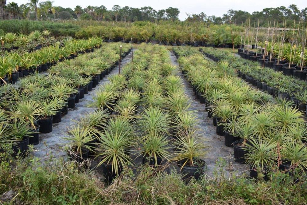 yucca-aloifolia-spanish-bayonet