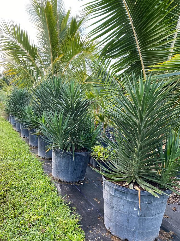 yucca-aloifolia-spanish-bayonet