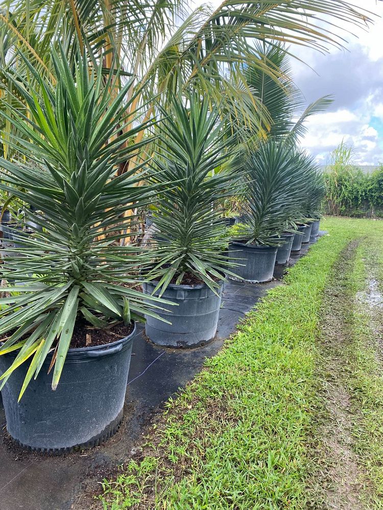 yucca-aloifolia-spanish-bayonet