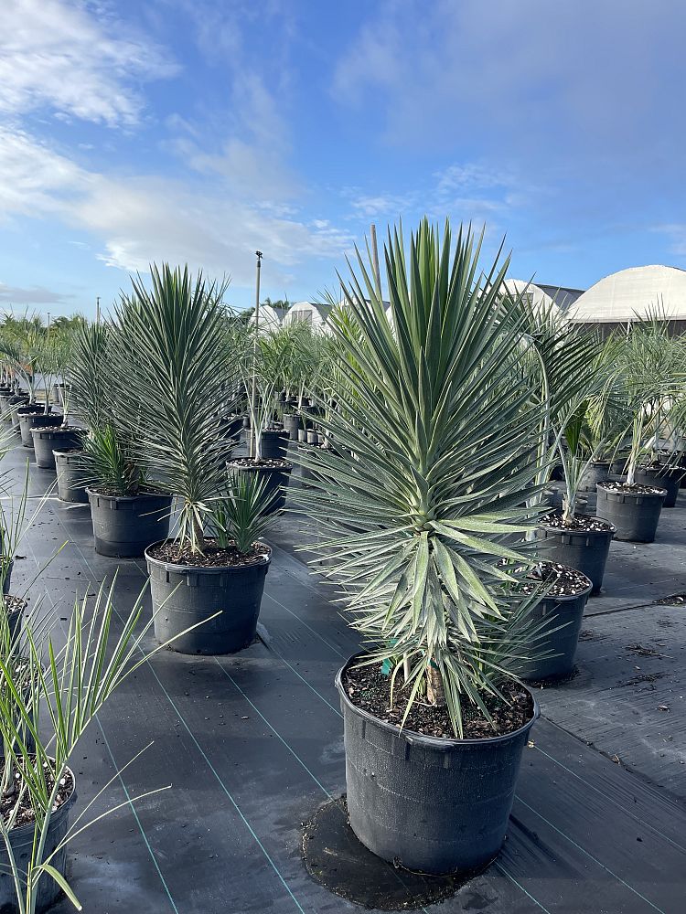 yucca-aloifolia-spanish-bayonet