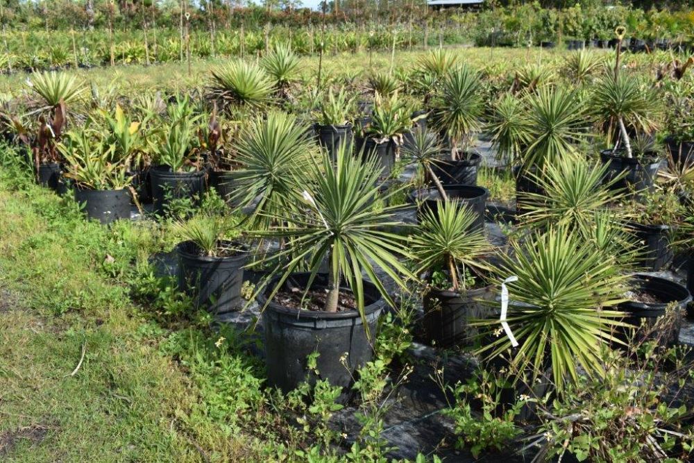 yucca-aloifolia-spanish-bayonet