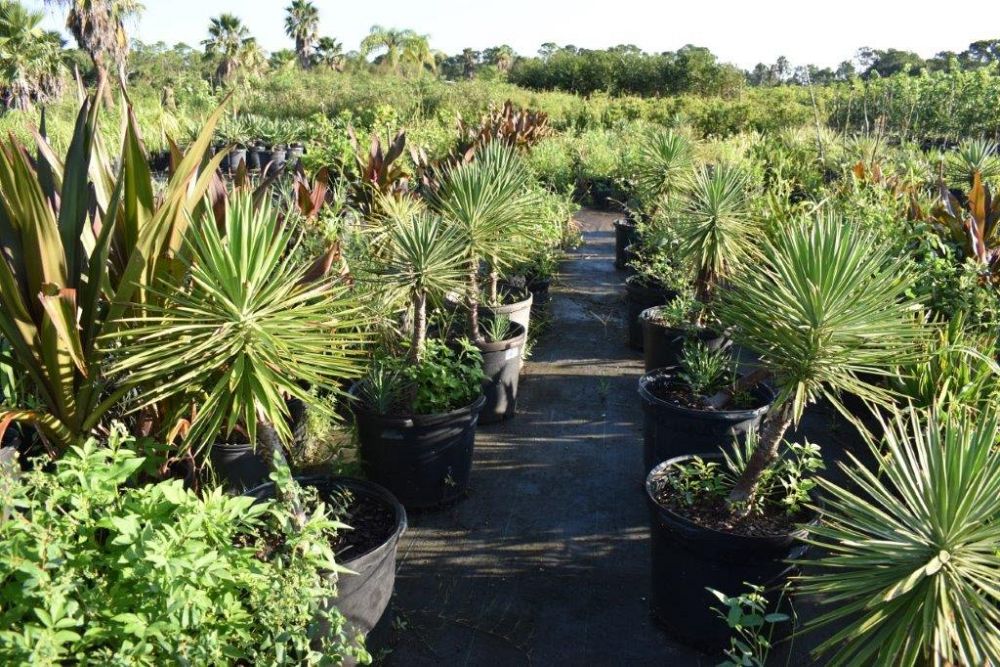 yucca-aloifolia-spanish-bayonet