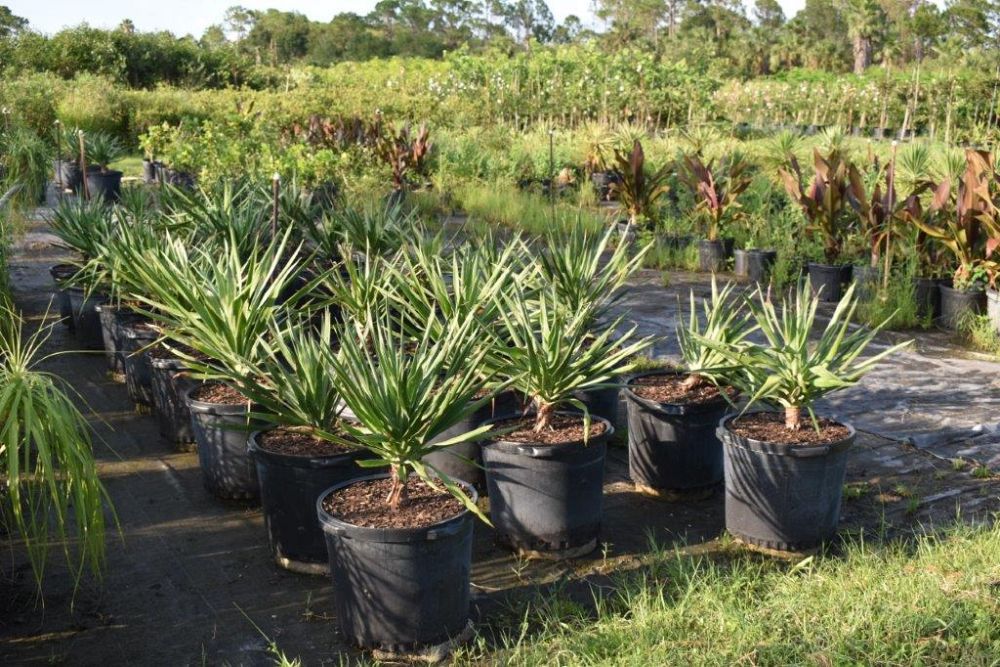 yucca-aloifolia-spanish-bayonet
