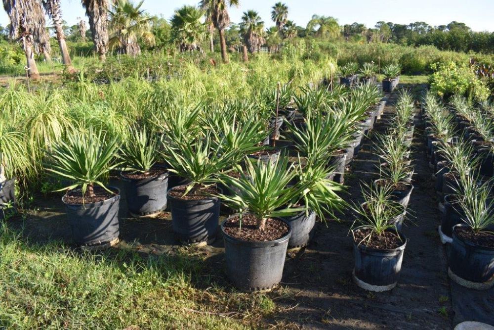 yucca-aloifolia-spanish-bayonet