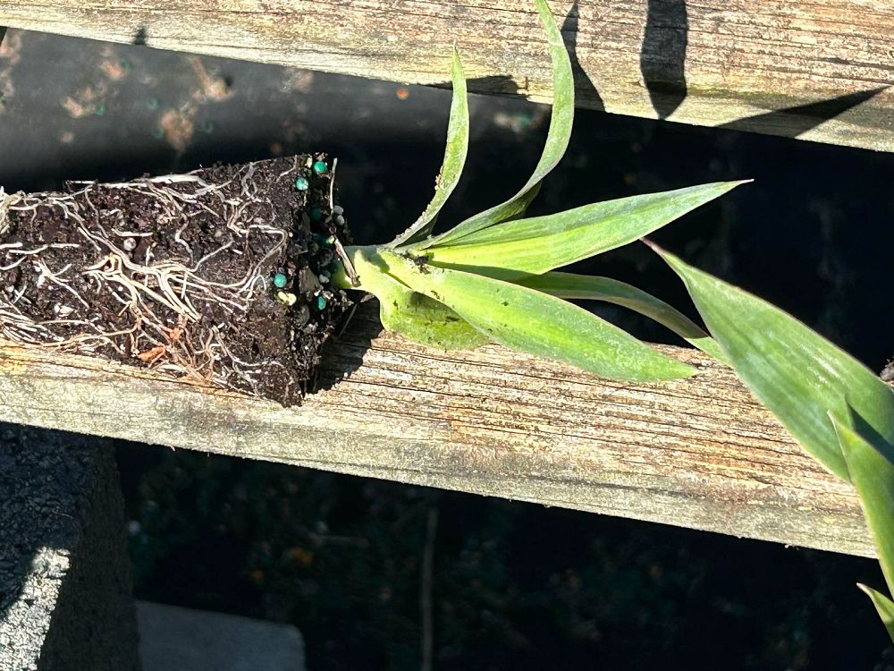 yucca-aloifolia-spanish-bayonet
