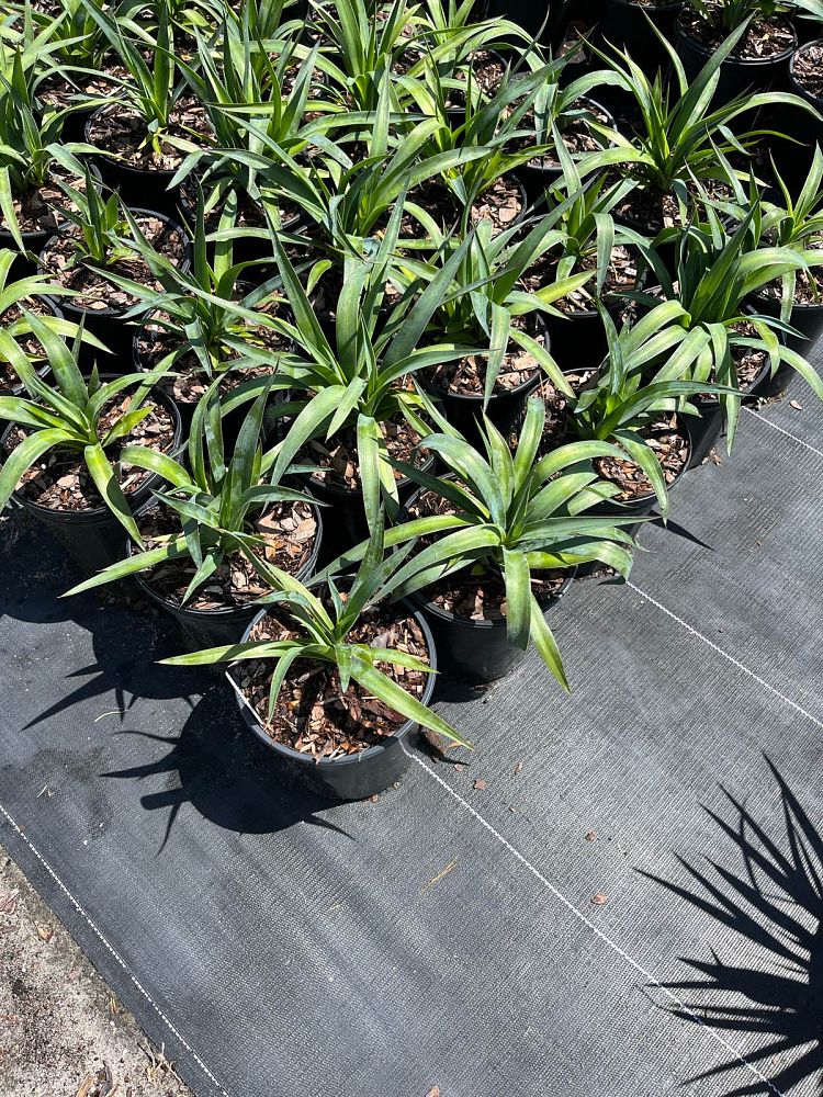 yucca-aloifolia-spanish-bayonet